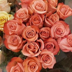 Meet your Posher, Giannina